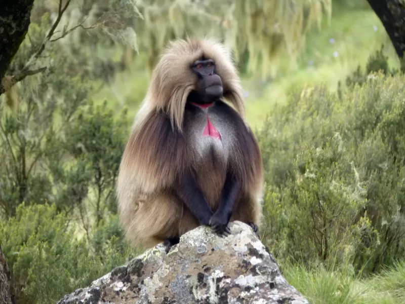 15-Day Ethiopia Adventure Tour gallery image