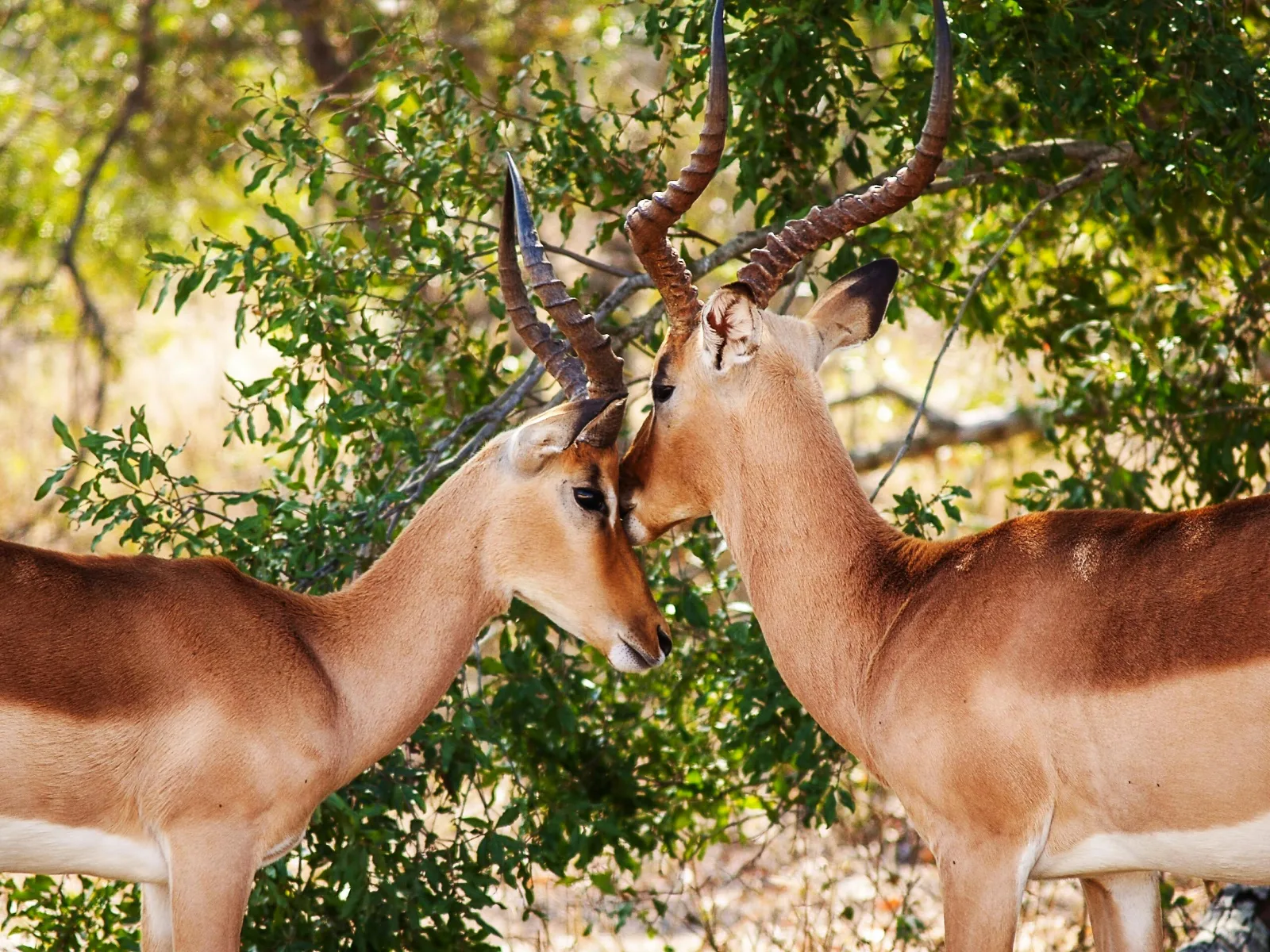 8-Days  Kruger Park - Eswatini - St Lucia Package gallery image