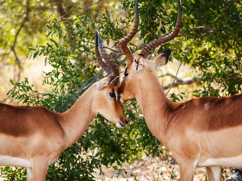 8-Days  Kruger Park - Eswatini - St Lucia Package gallery image