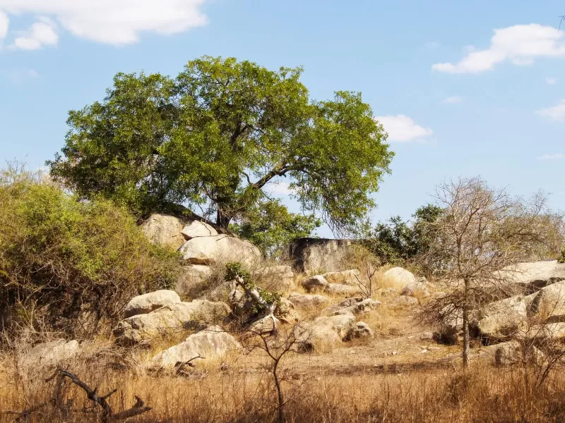 5-Day Radisson Kruger Safari in Kruger National Park gallery image