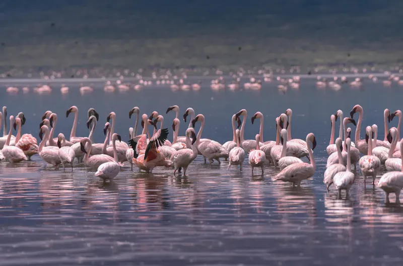 Best 1-Day Arusha National Park Safari Tour from Arusha & Moshi gallery image