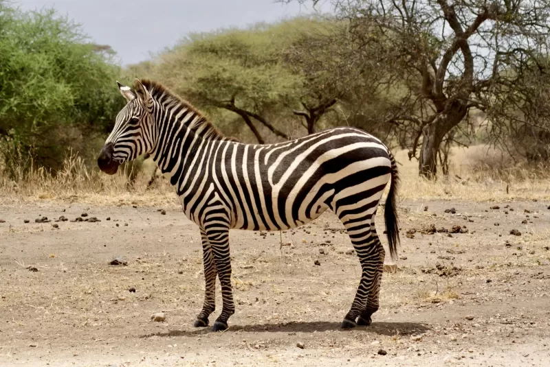 Affordable 1-Day Mikumi Safari Shared Tour Package Tanzania 2026-2027