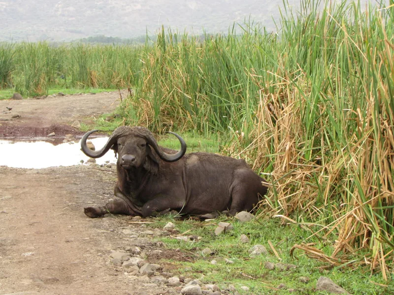 1-Day Wonderful Trip to Arusha National Park 2026 - 2027 gallery image