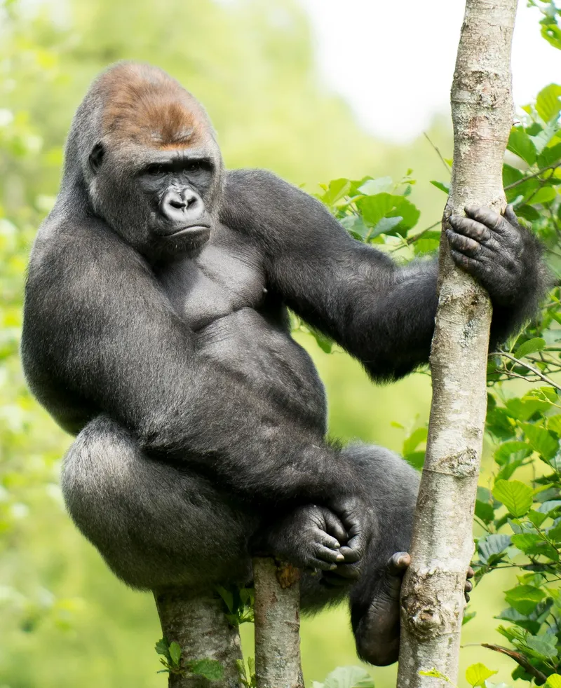 6-Day Discover Burundi and Tanzania - Tanzania safari