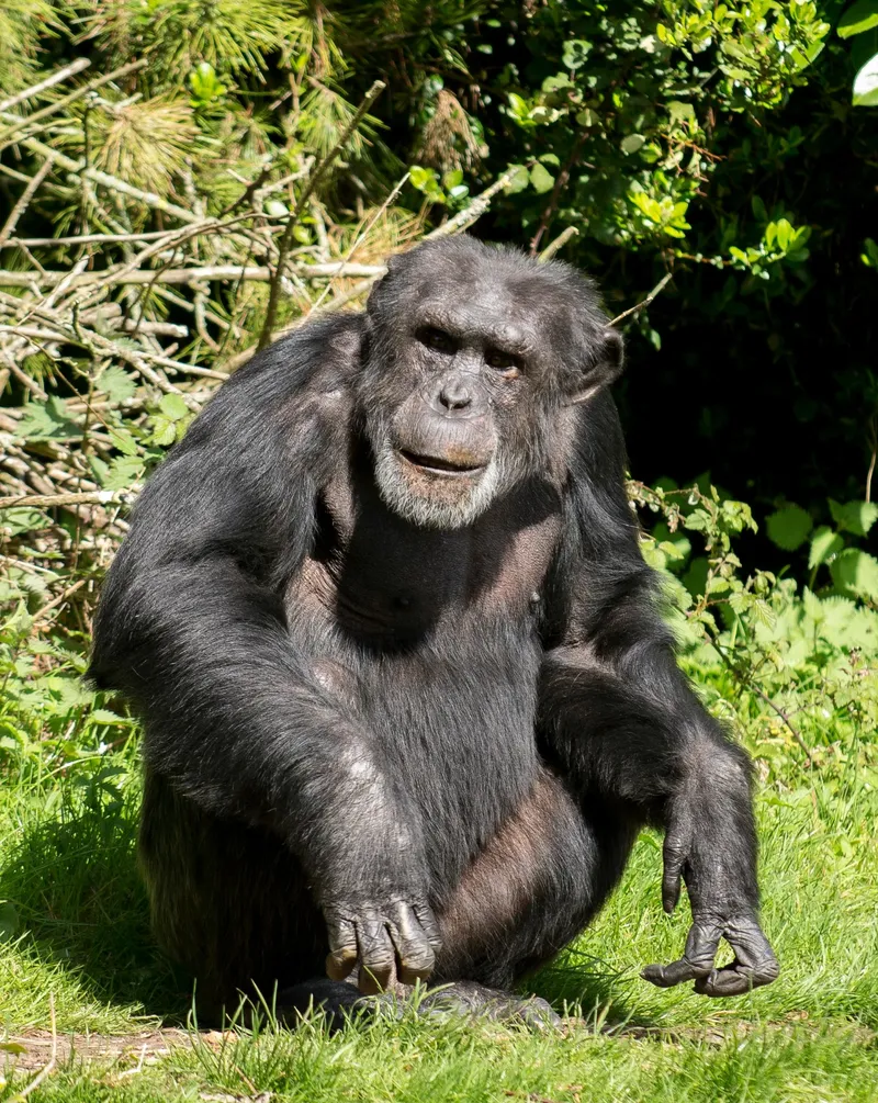 Experience the Unforgetable 19-Day Tanzania Western & Southern Safari & Chimpanzee - Tanzania safari