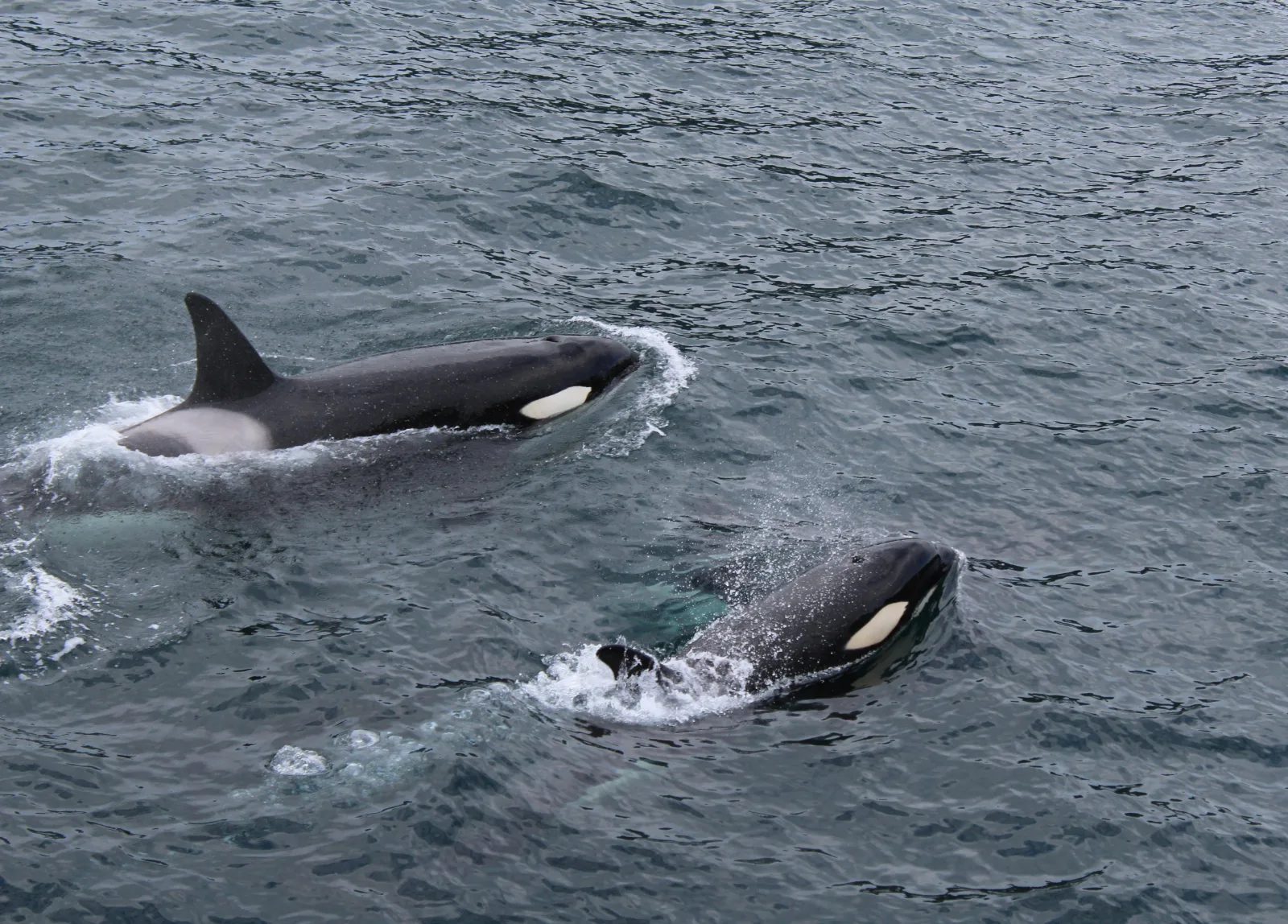 6-Days  Scheduled Tour Garden Route, Safari & Hermanus gallery image