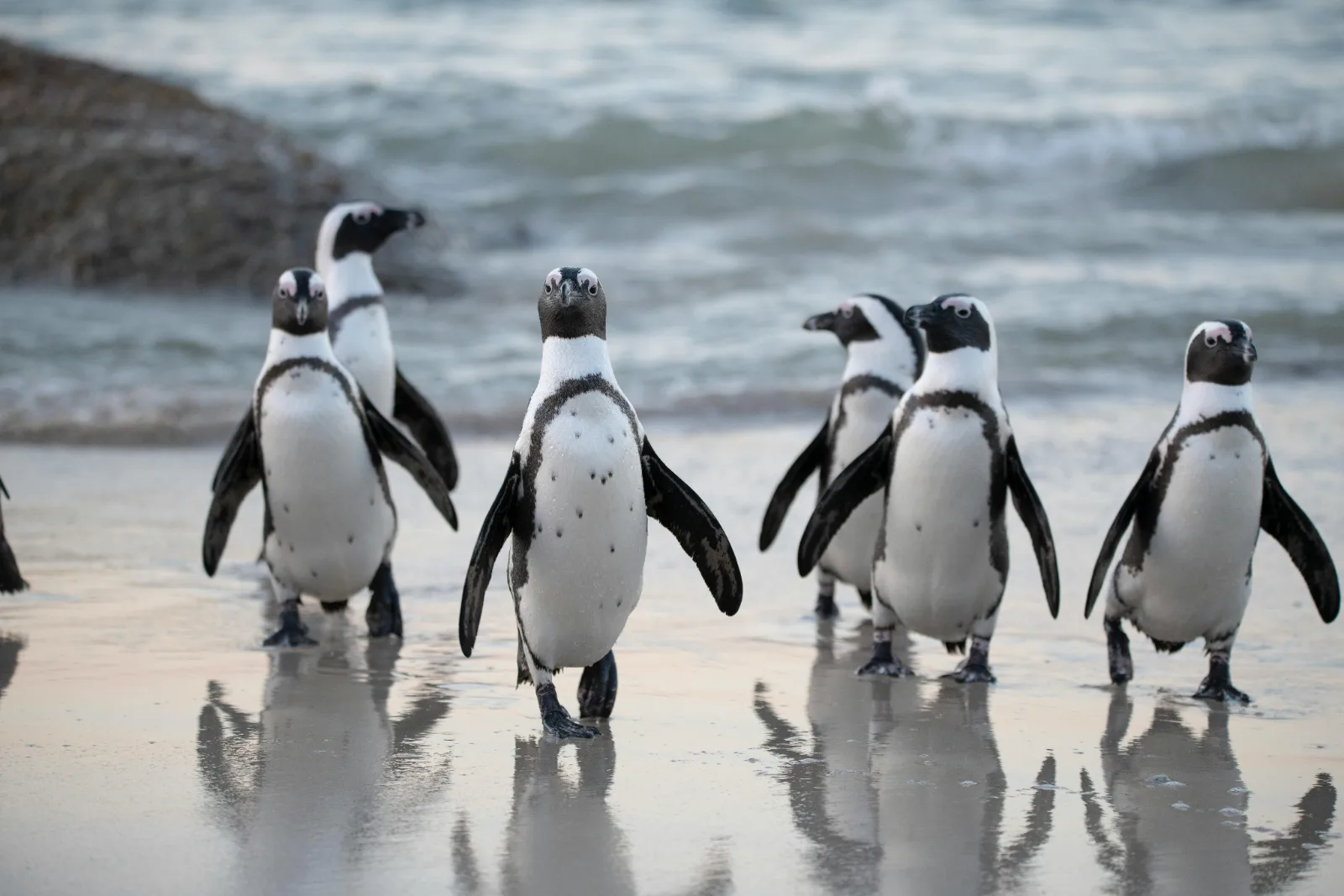 8-Days  Cape Town, Winelands & Hermanus gallery image