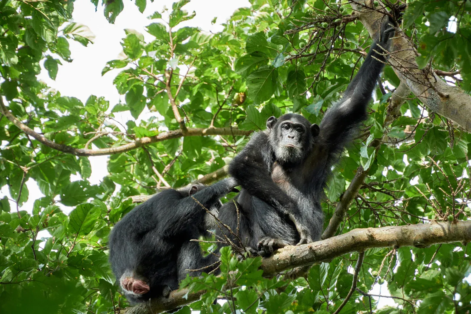 1-Day Uganda Gorilla Trekking from Kigali with Lunch - Rwanda safari hero photo