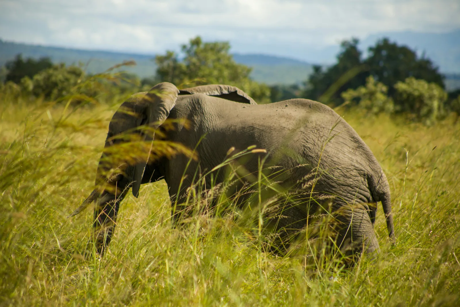 2 Days Private Mikumi Safari 2 Games from Dar Es Salaam gallery image