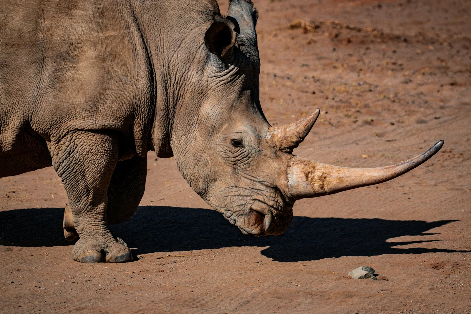 2-Day Kapama Buffalo Camp Fly-in Safari from Cape Town gallery image