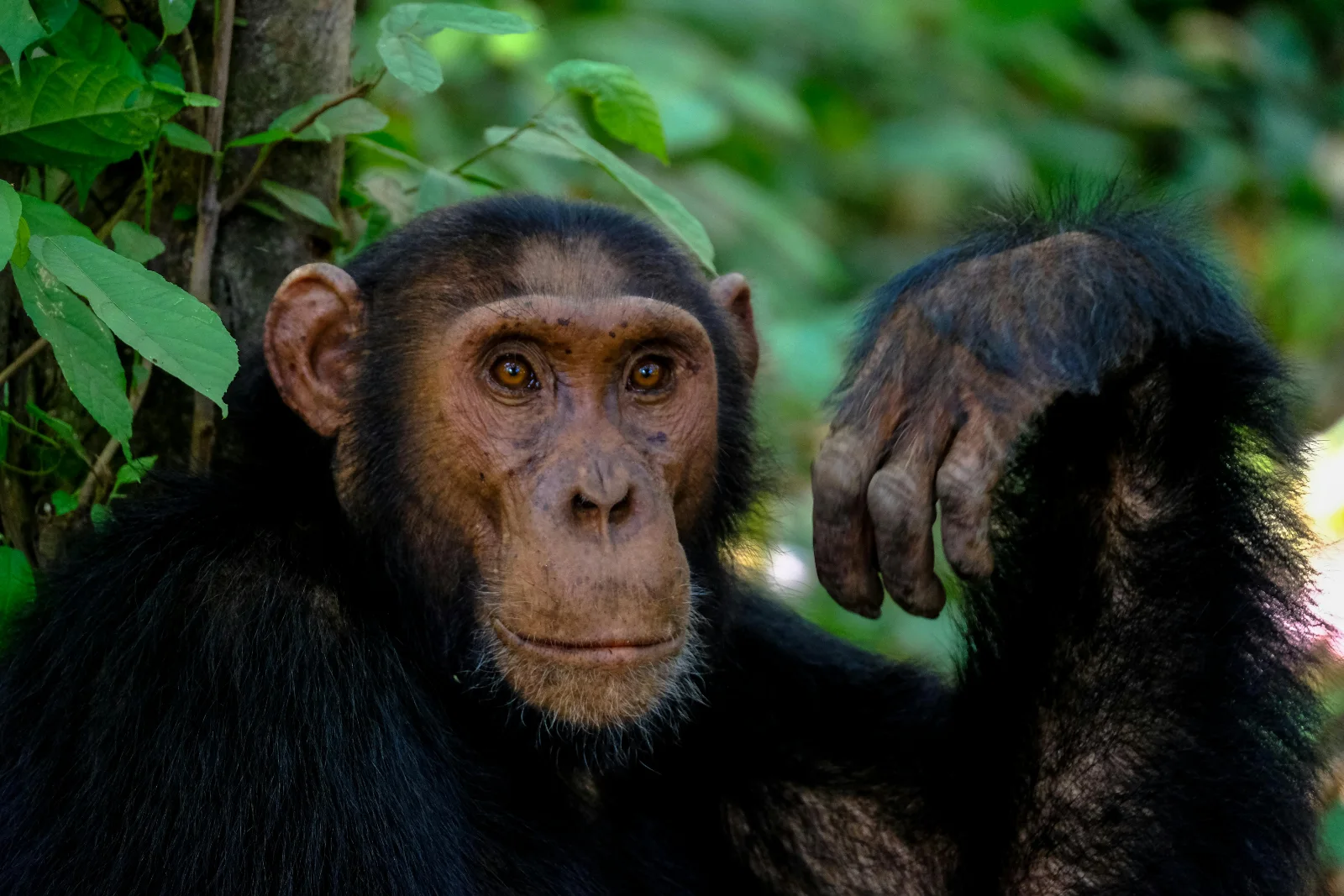2-Day Gombe National Park, Fly-in from Dar Es Salaam - Tanzania safari