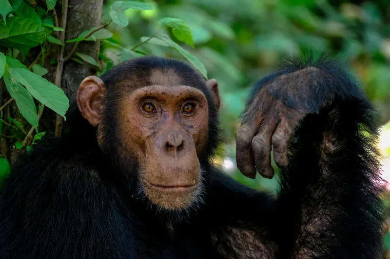 2-Day Gombe National Park, Fly-in from Dar Es Salaam - Tanzania safari