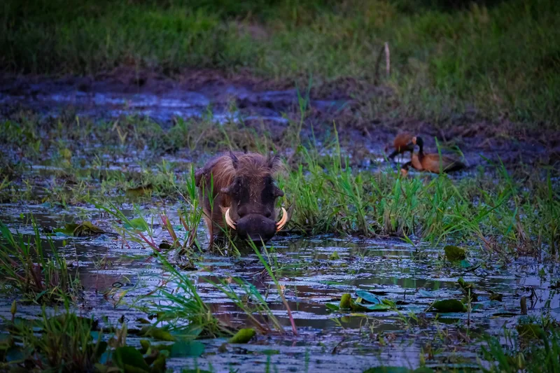 1-Day Memorable Safari Trip to Lake Manayara NP gallery image