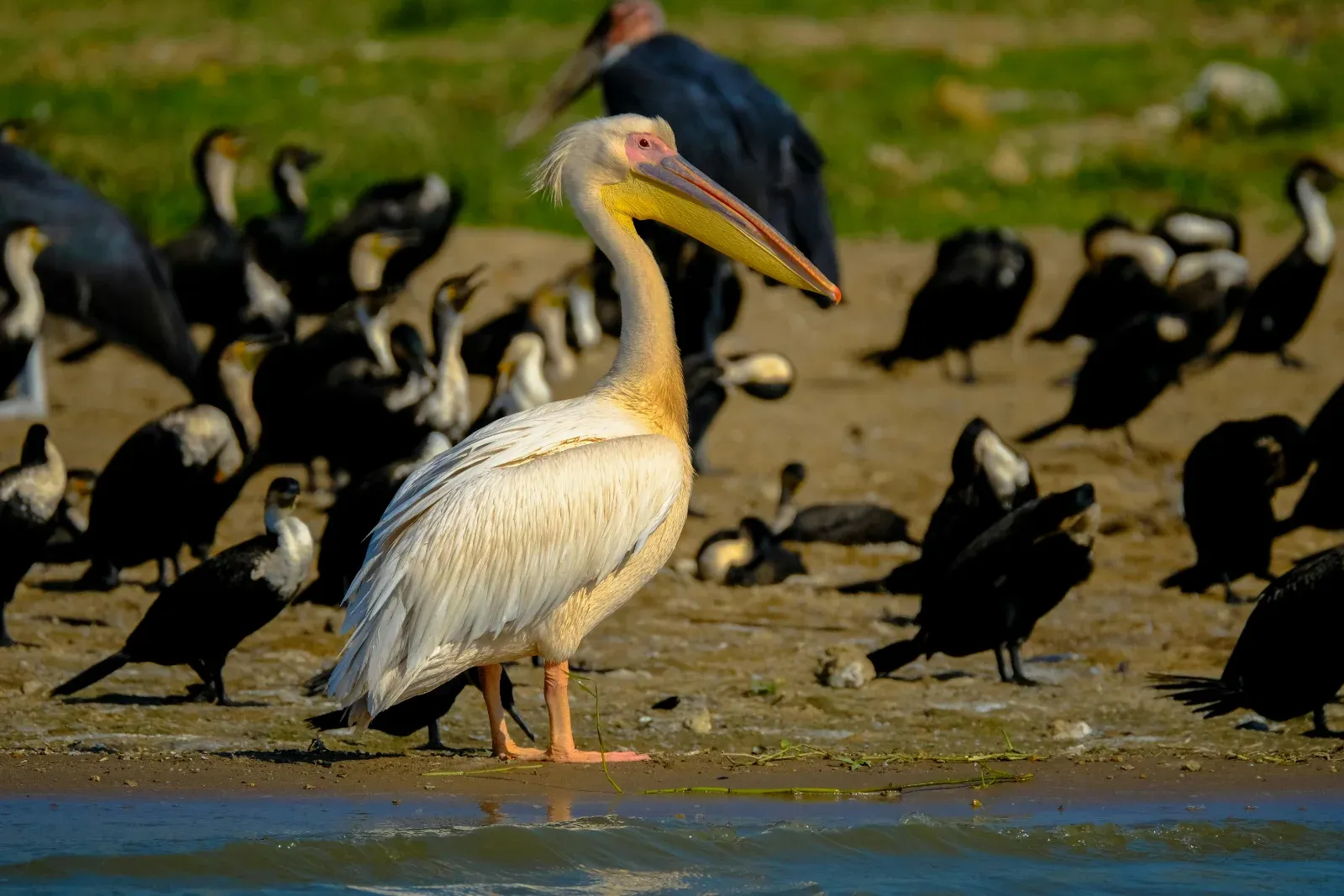 10-Day Birding in Tanzania, Arusha and Arc Mountains Tour - Tanzania safari hero photo