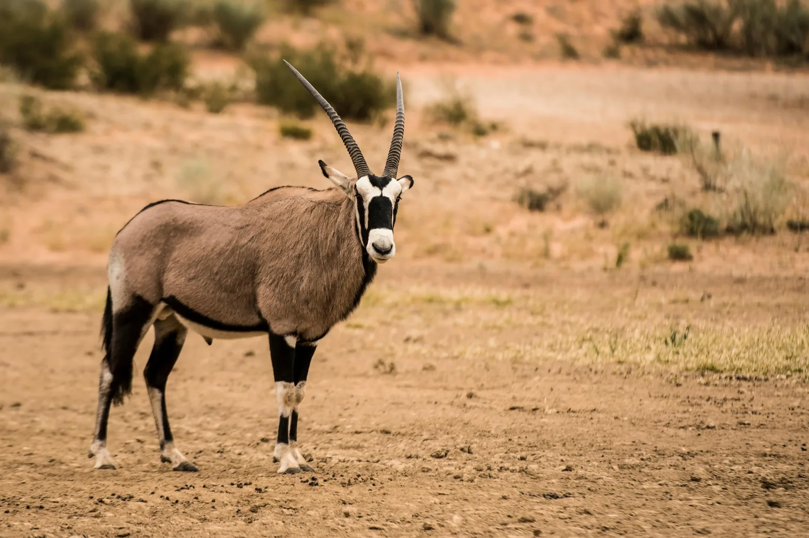 10-Days  Safari in South Omo Valley and Bale Mountain gallery image
