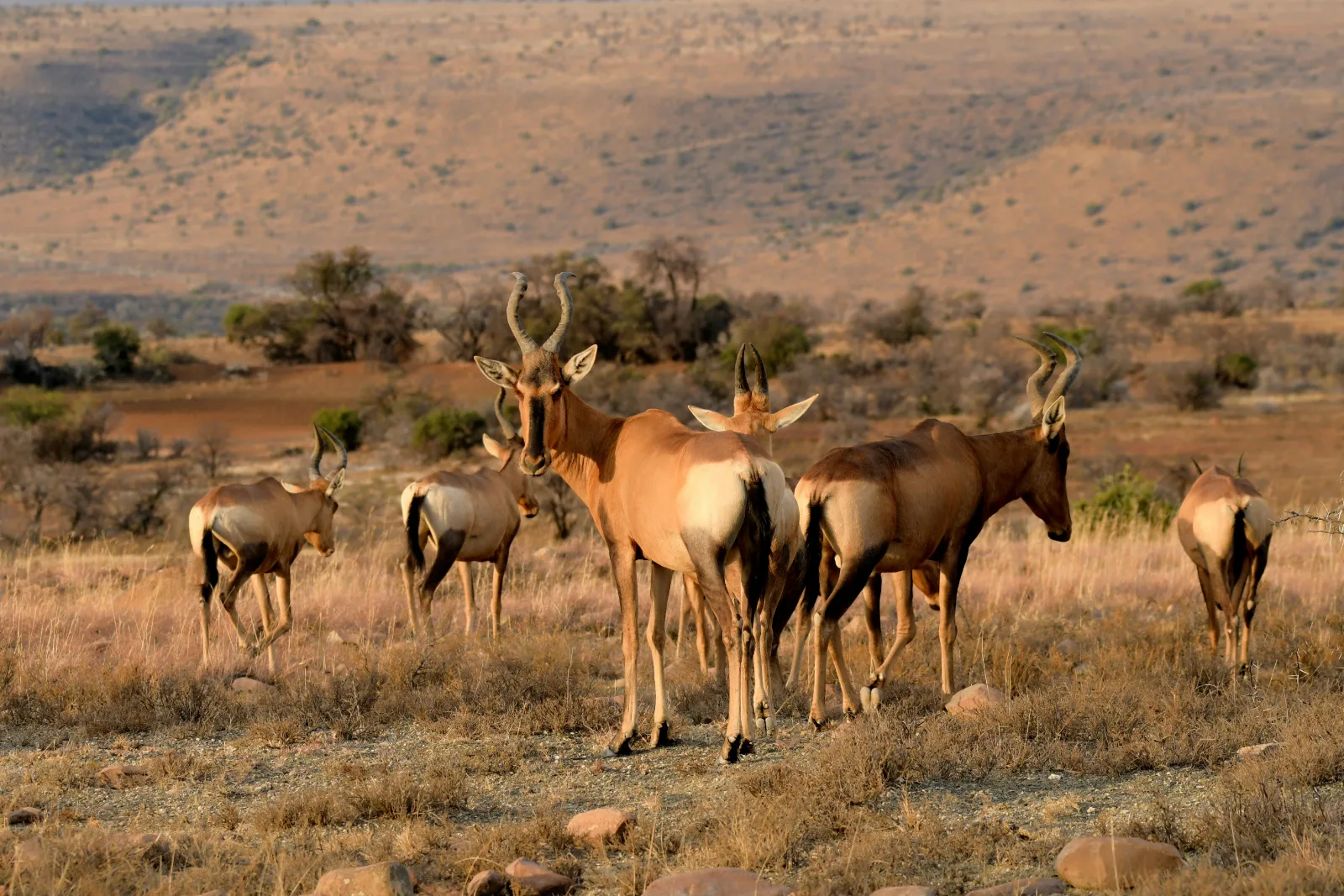 2-Day Pilanesberg National Park Overnight Safari gallery image