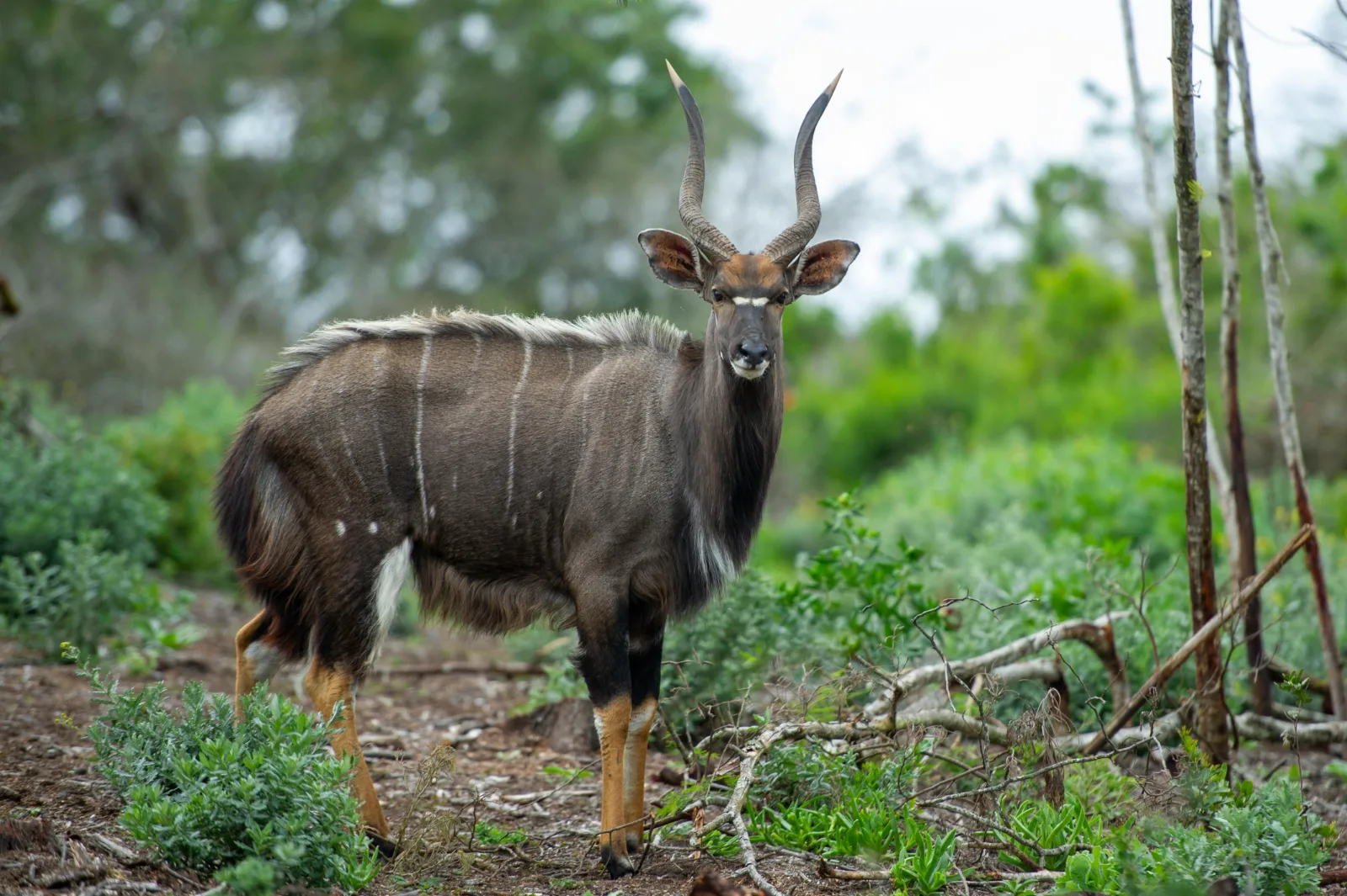 2-Day Pilanesberg National Park Overnight Safari gallery image