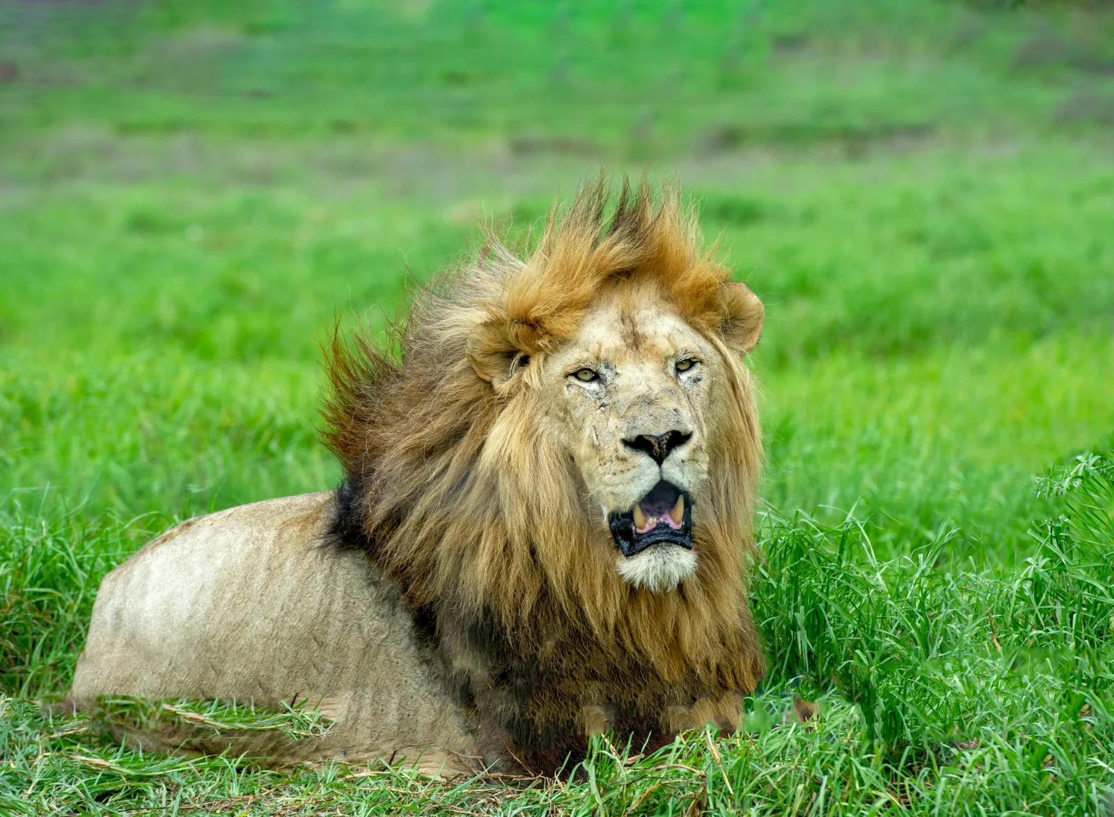 9-Days  Luxury Cape Town, Kruger NP and Victoria Falls gallery image