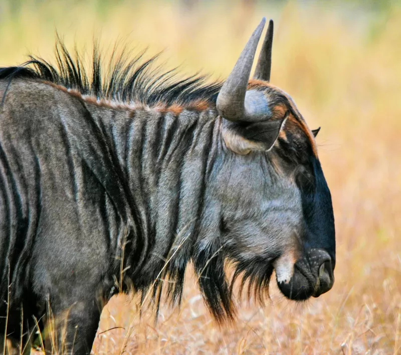 5-Day Tented Safari with Panorama Route Tour gallery image