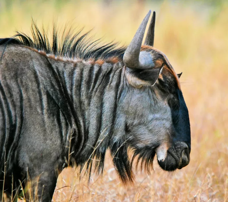 8-Day Private Mid-Range Serengeti Great Wildebeest Migration Safari Experience