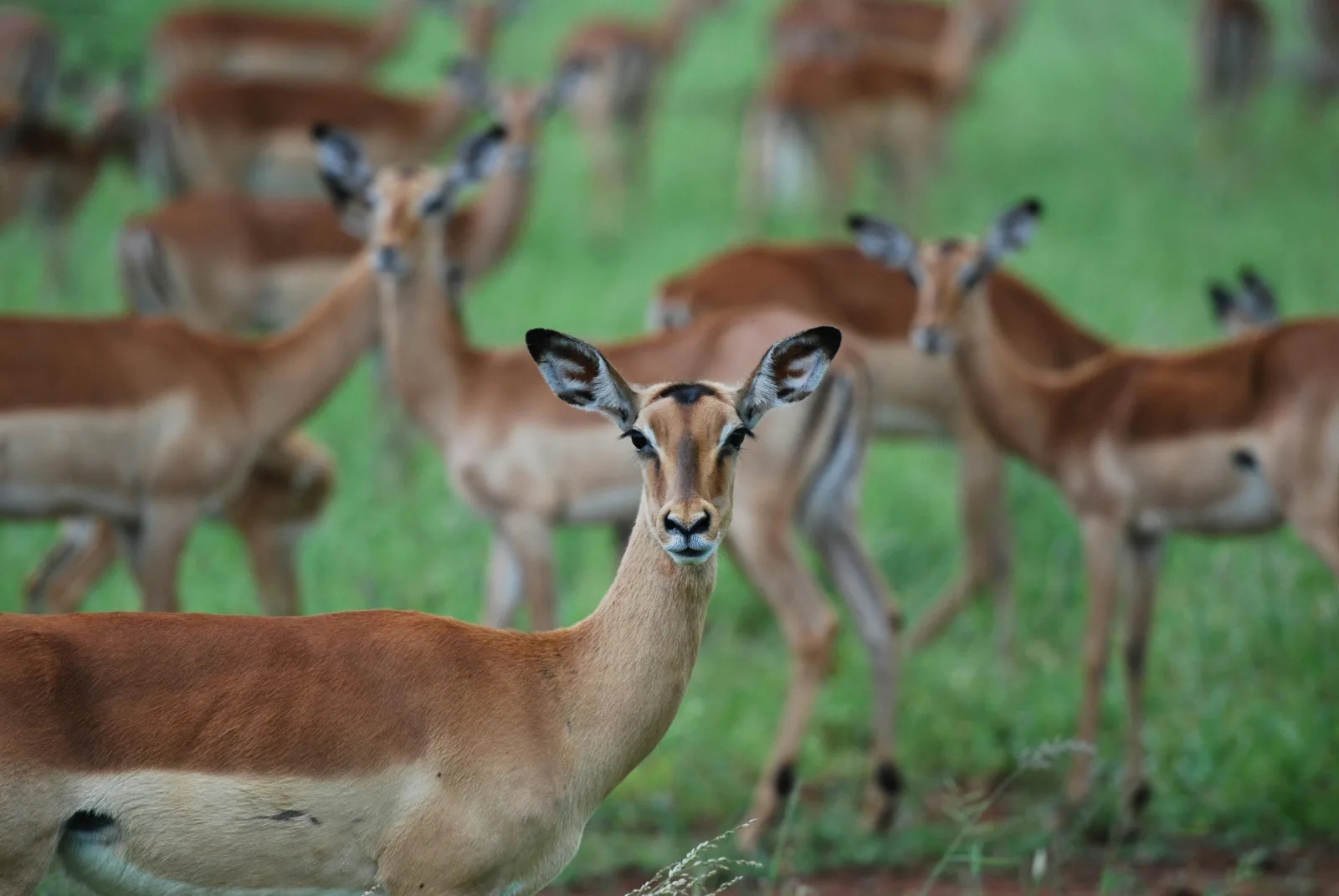 2-Day Kapama Buffalo Camp Fly-in Safari from Cape Town gallery image
