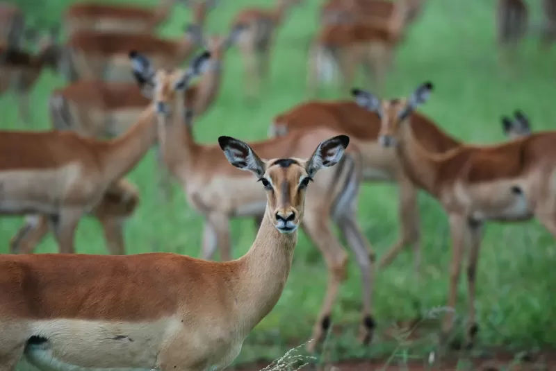 5-Day Tented Safari with Panorama Route Tour gallery image