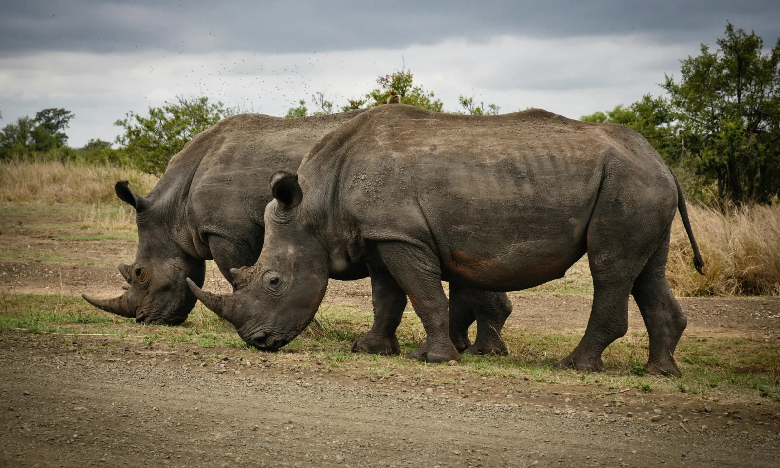 4-Day Family Safari and Panorama Route Tour gallery image