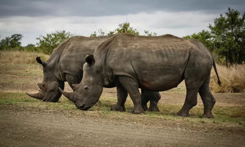 5-Day Tented Safari with Panorama Route Tour gallery image