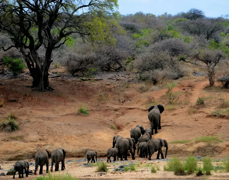 5-Day Tented Safari with Panorama Route Tour gallery image
