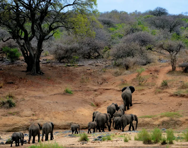 9-Day Best of Tanzania Safari and Zanzibar Beaches - Tanzania safari gallery image