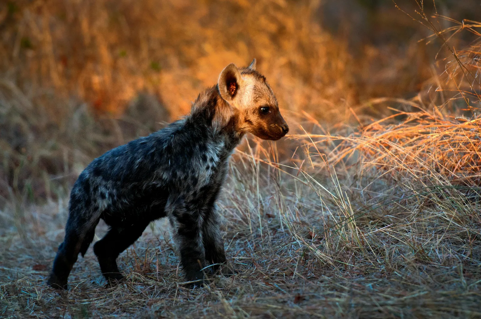 4-Day Luxury Mdluli Game Lodge Kruger National Park gallery image