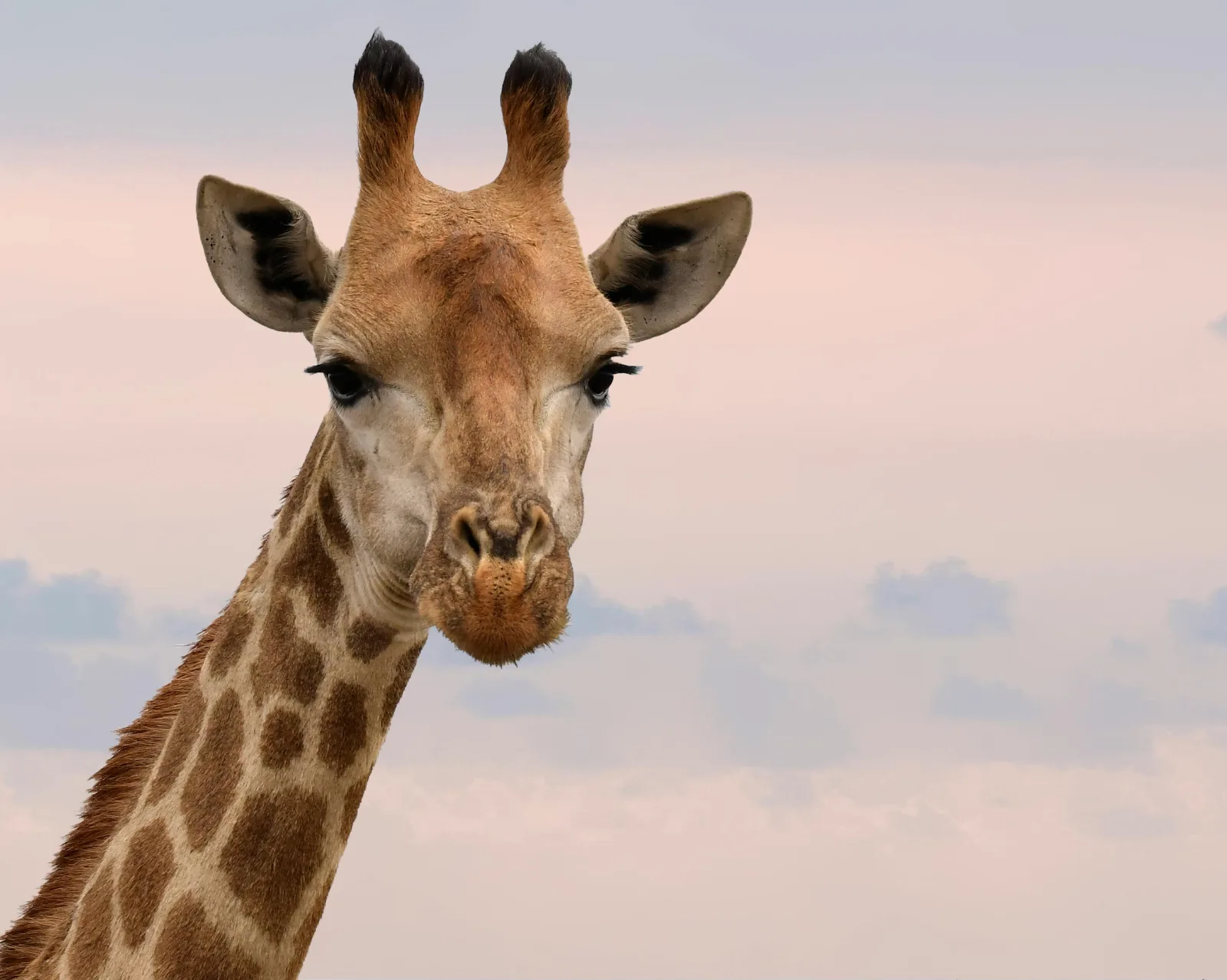 5-Day Sabi Sands Umkumbe Lodge Fly-in Safari gallery image