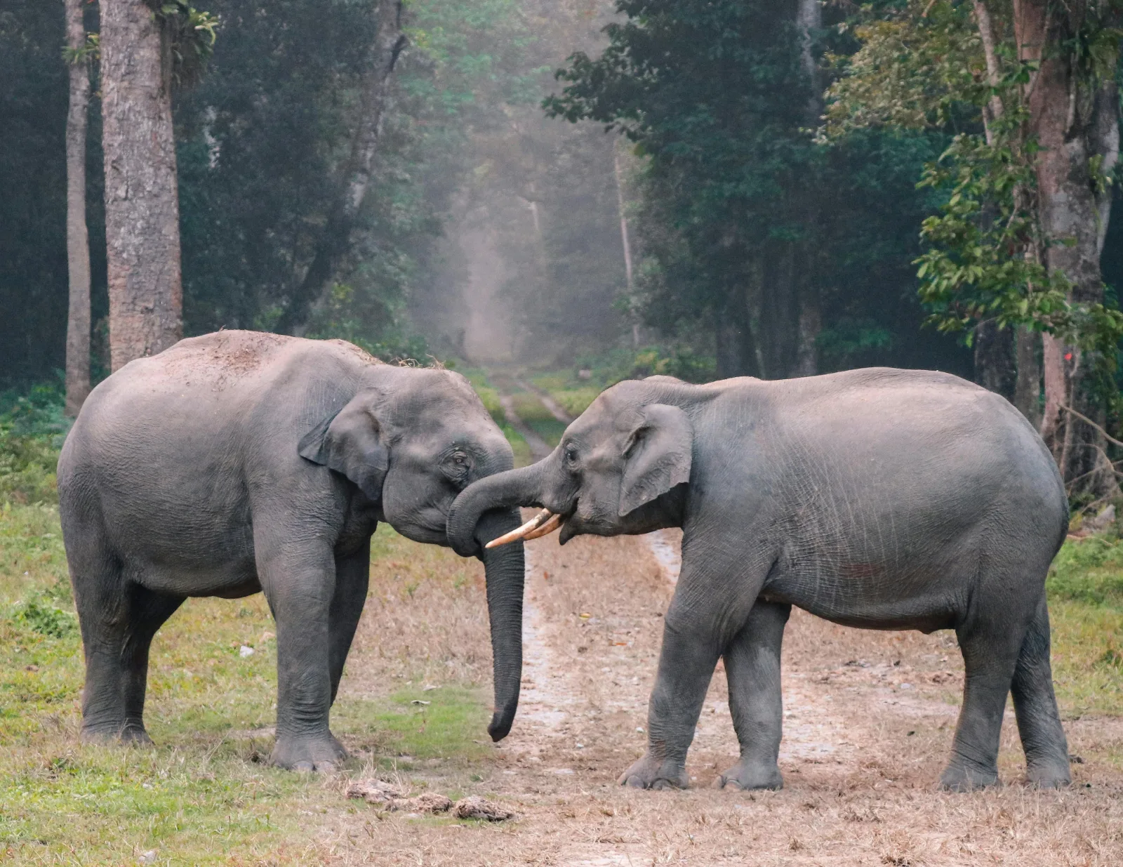 6-Days  Sabi Sands and Kruger Park Safari gallery image