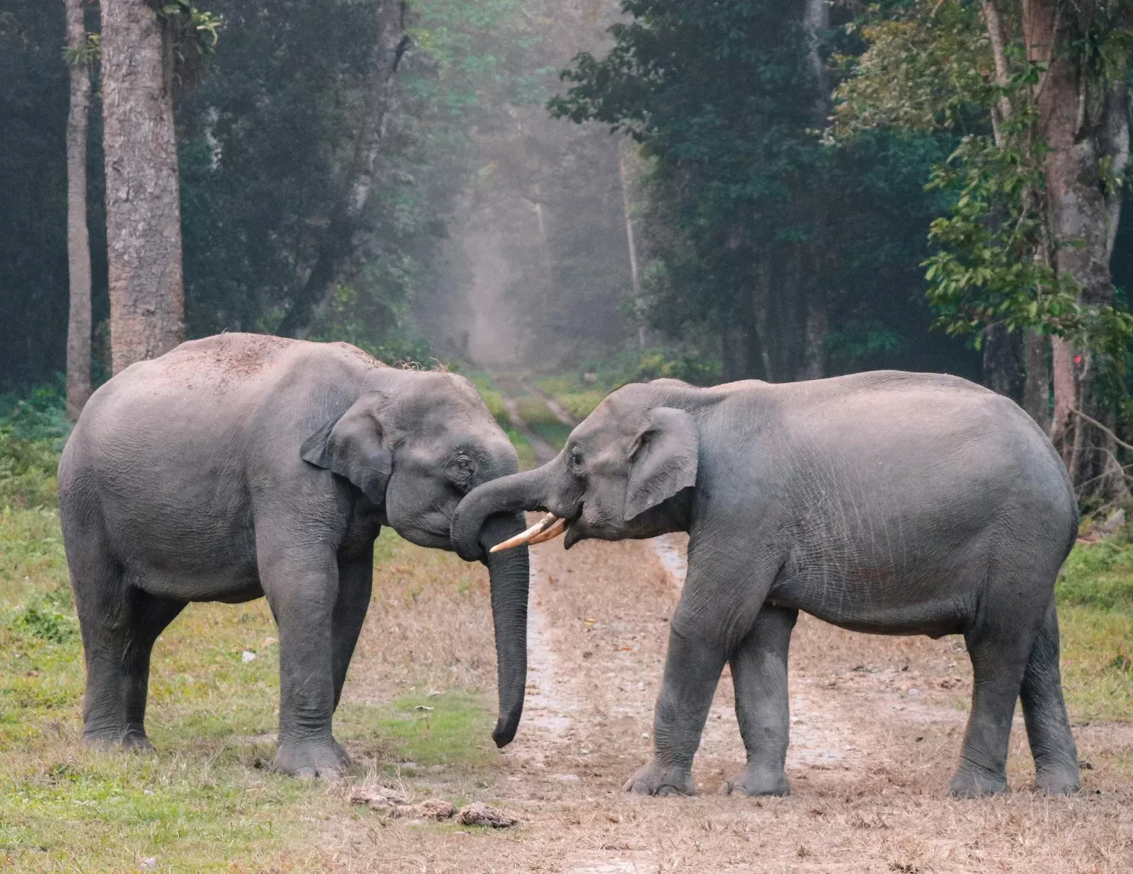 8-Days  Luxury Big Five Safari hero photo