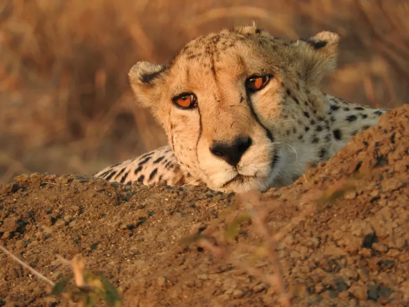 4-Day Luxury Kruger Safari Perrys Bridge Hollow Hotel gallery image