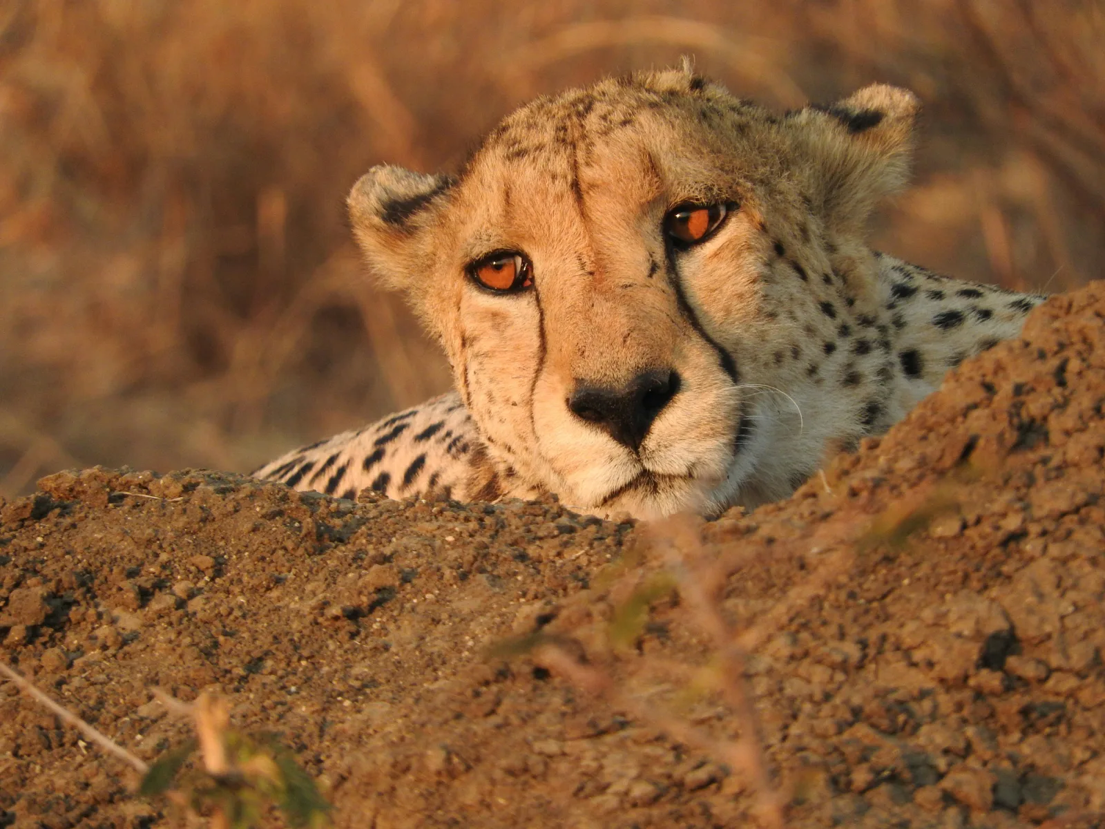 ½-Day Exclusive Pilanesberg Kwa Maritane Safari Transfer gallery image