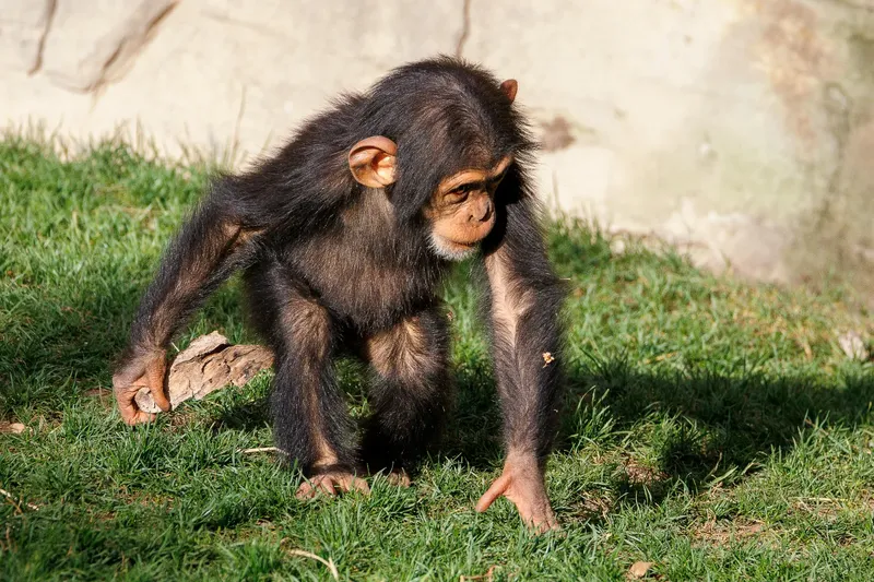 2-Day Chimpanzee Safari Gombe National Park from Kigoma - Tanzania safari gallery image
