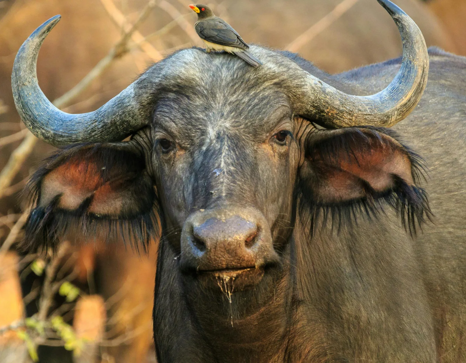 4-Day Family Safari and Panorama Route Tour gallery image