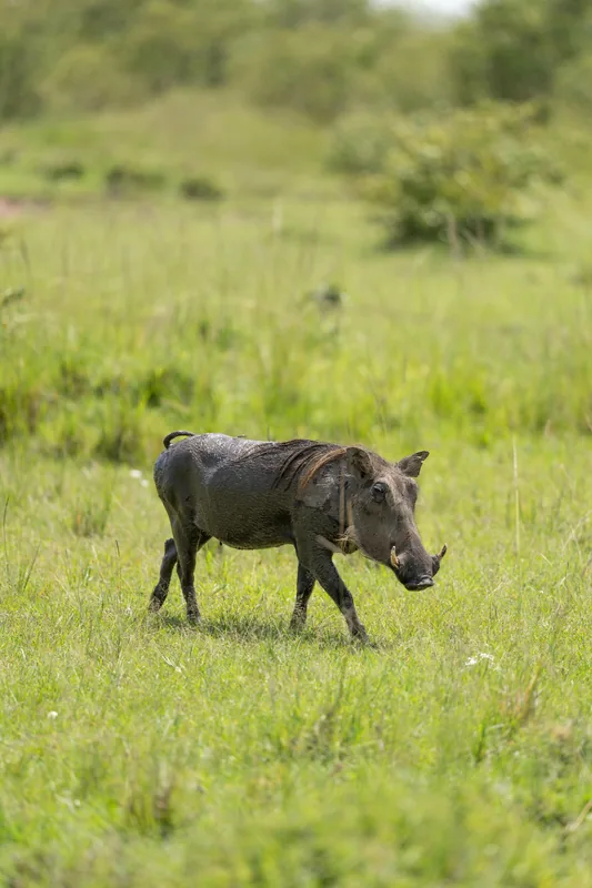 3 Days Boat Safari & Game Drive in Saadani National Park