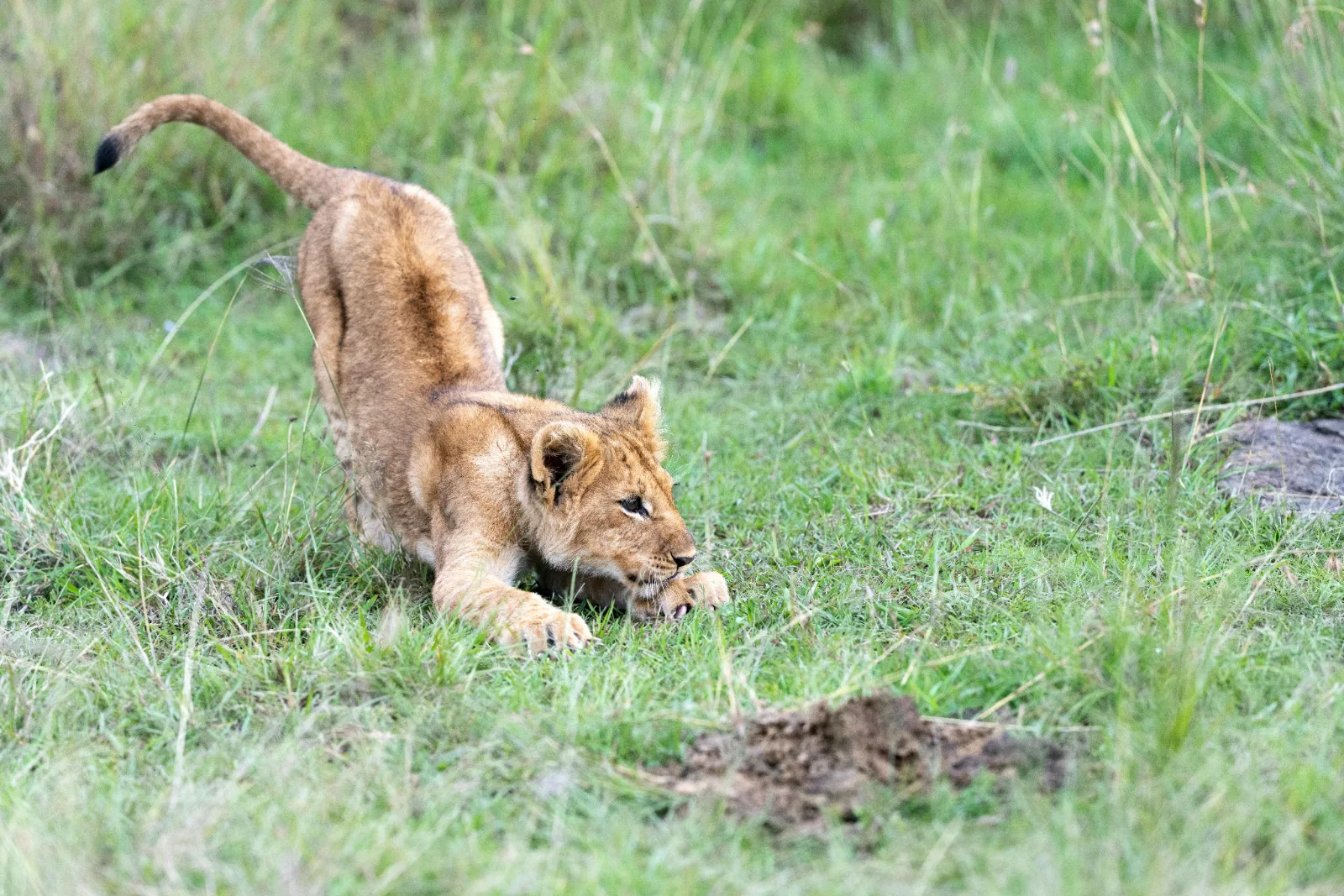 14-Days  Explores Northern and Southern Part Ethiopia Tour gallery image
