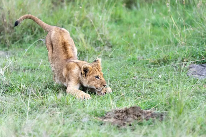 14-Days  Explores Northern and Southern Part Ethiopia Tour gallery image
