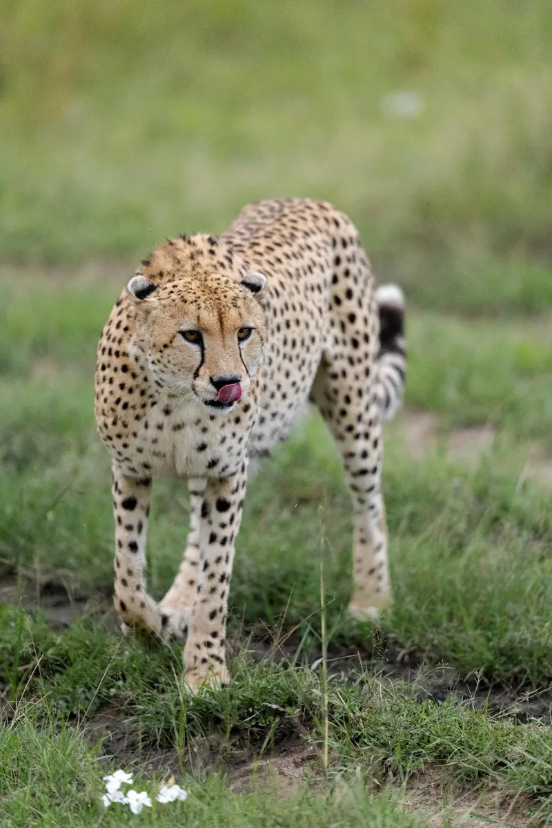Affordable 1-Day Mikumi Safari Shared Tour Package Tanzania 2026 - 2027