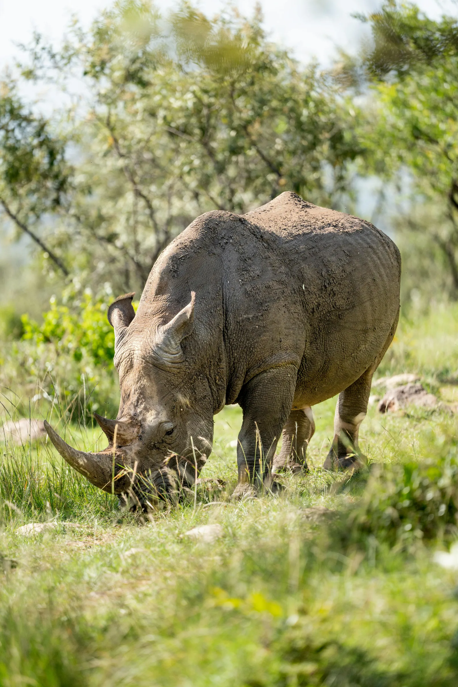 6-Days  Kruger and Panorama Express gallery image