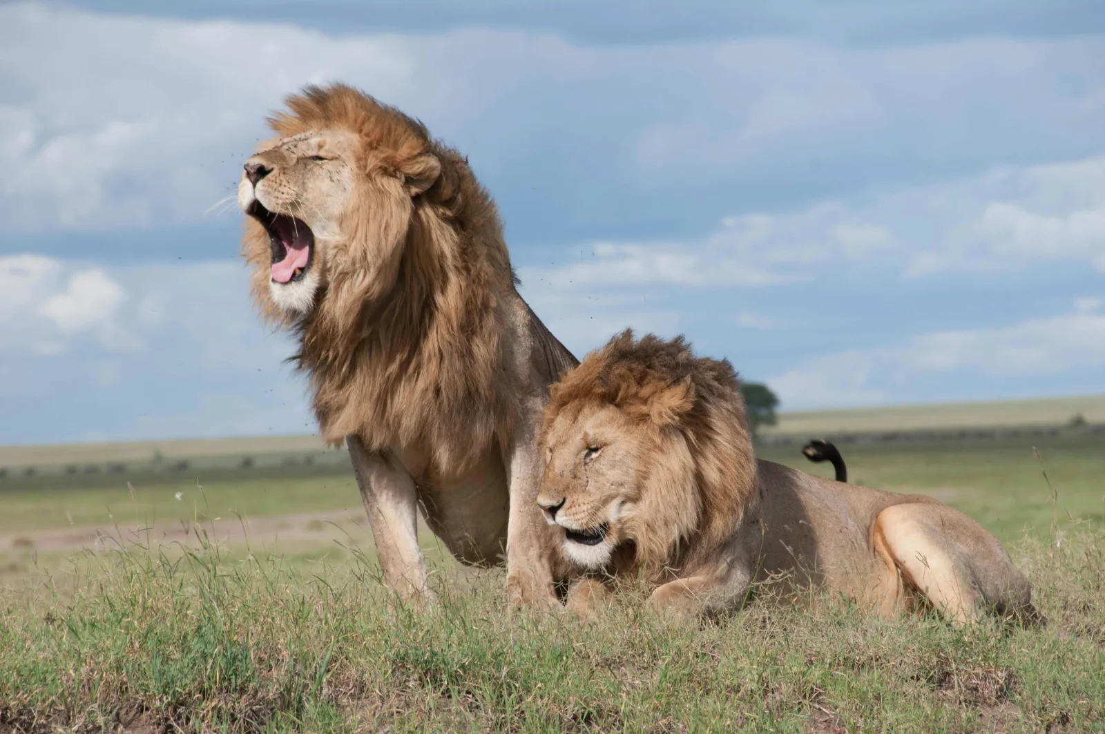 6-Days  Kruger and Panorama Express gallery image