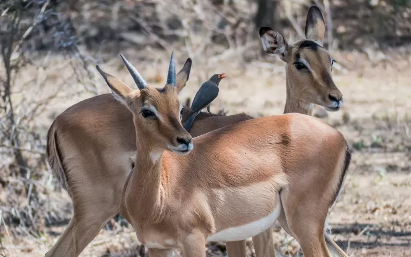 4-Day Incredible Private Safari Inside the Kruger Park gallery image