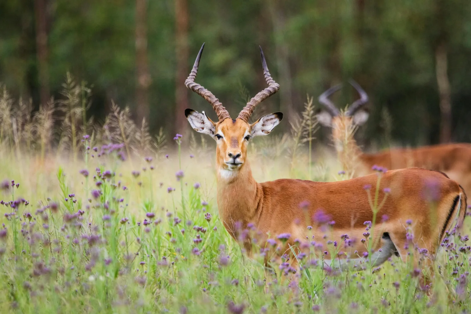 1-Day Private Kruger Safari Drive from Hoedspruit gallery image