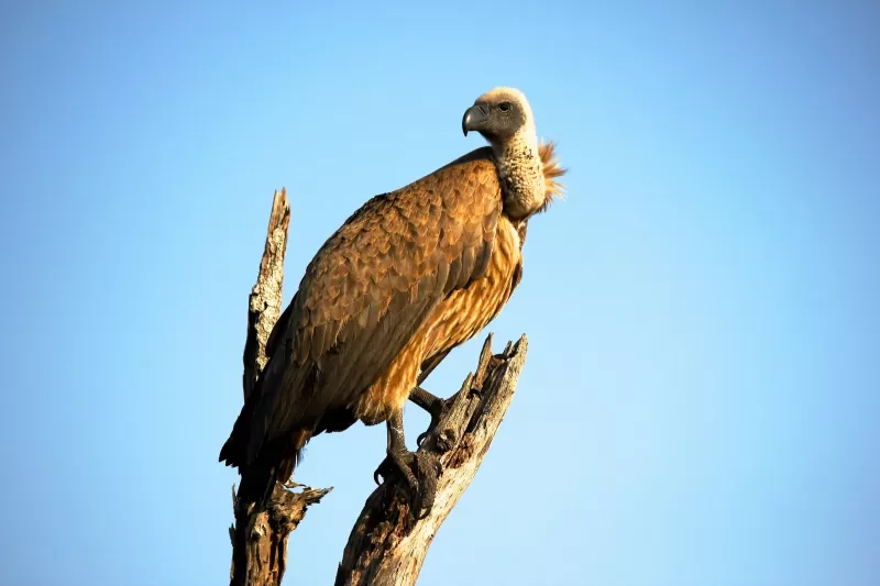 5-Day Malaria-Free Madikwe Safari gallery image