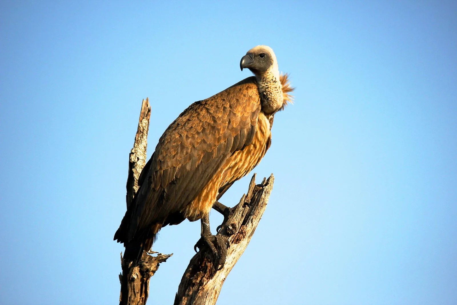 2-Day Luxury Pilanesberg Safari gallery image