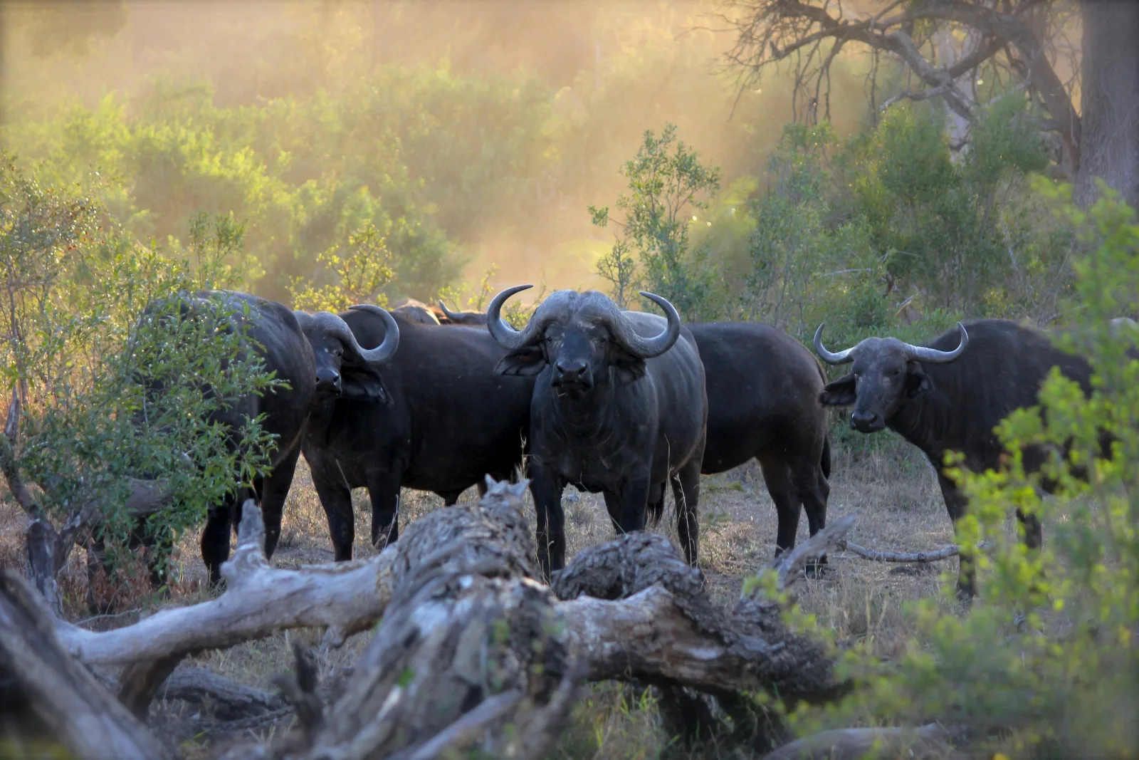 6-Days  Kruger and Panorama Express gallery image