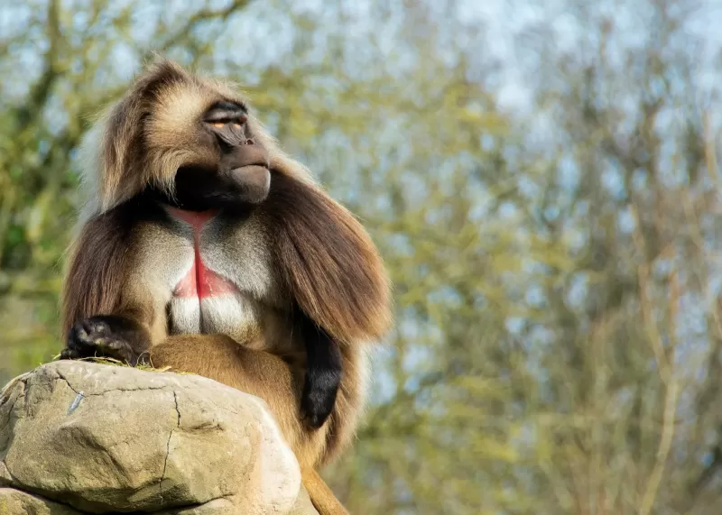 15-Days  Ethiopian Birdwatching and Photograph Tour gallery image